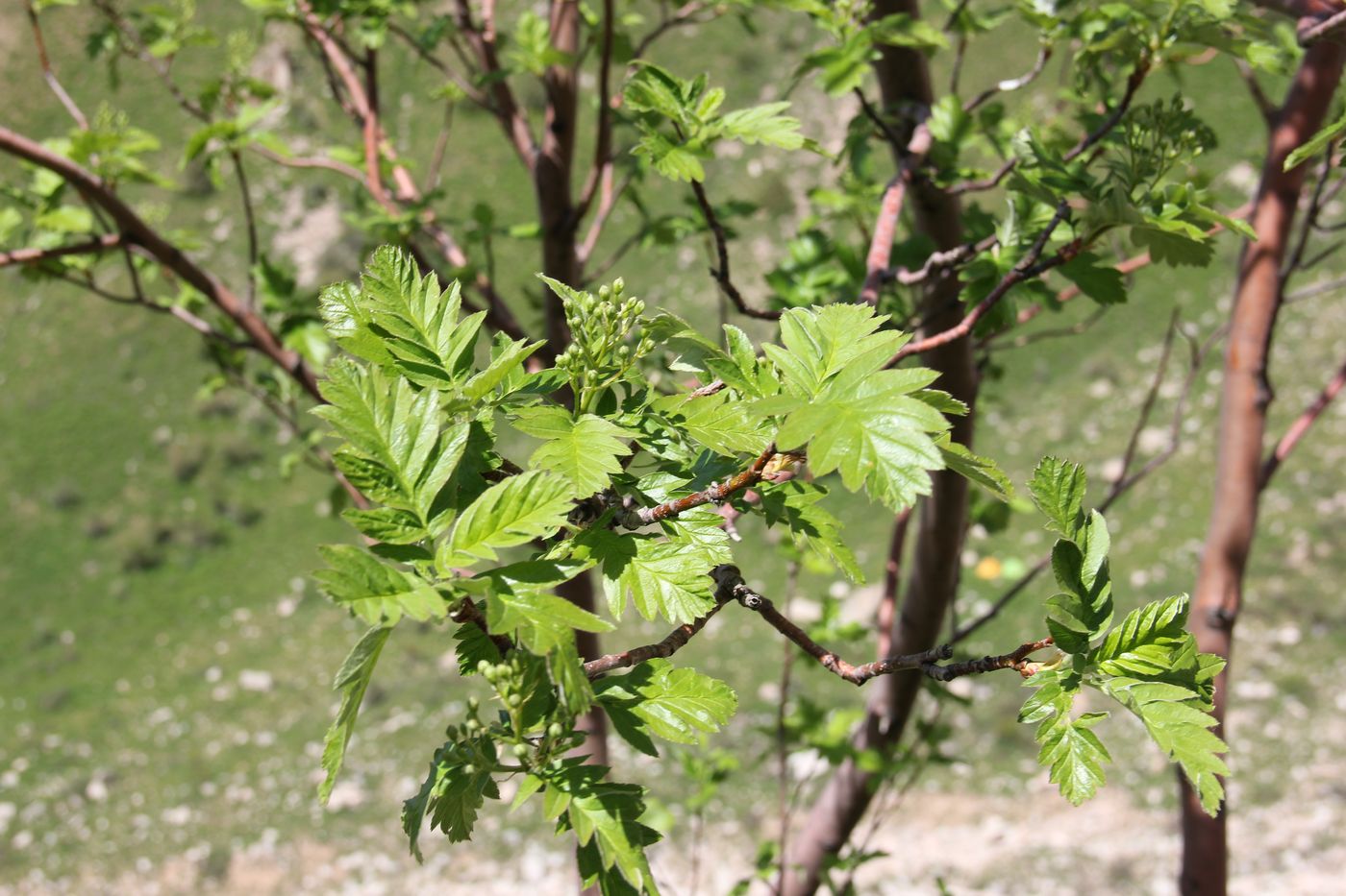Image of Sorbus turkestanica specimen.