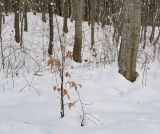 Fagus orientalis. Молодое покоящееся деревце с прошлогодними сухими листьями. Краснодарский край, Крымский р-н, окр. станицы Неберджаевская, ур. Глубокий Яр, грабово-буковый лес. 20.01.2021.