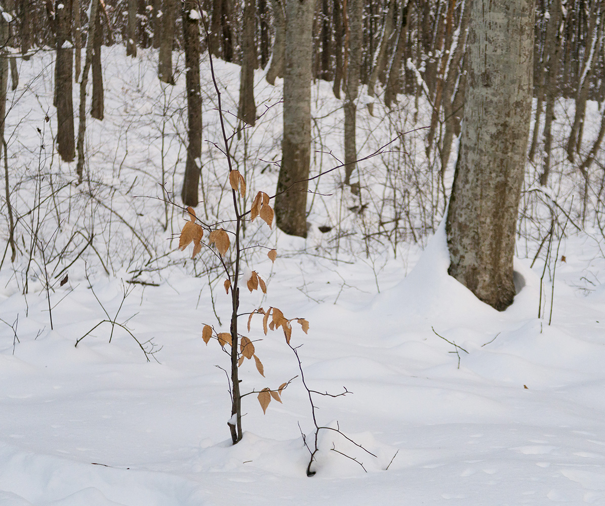 Изображение особи Fagus orientalis.