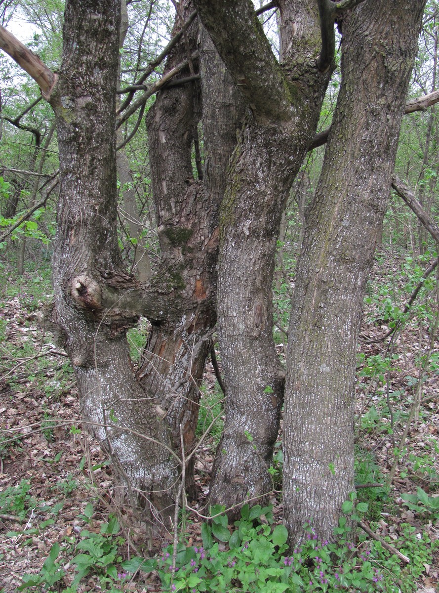 Image of Acer campestre specimen.