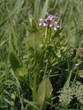 Chorispora tenella. Верхушка цветущего растения. Украина, г. Запорожье, балка восточнее трассы на Васильевку, южнее Опытной станции, луг. 25.04.2021.