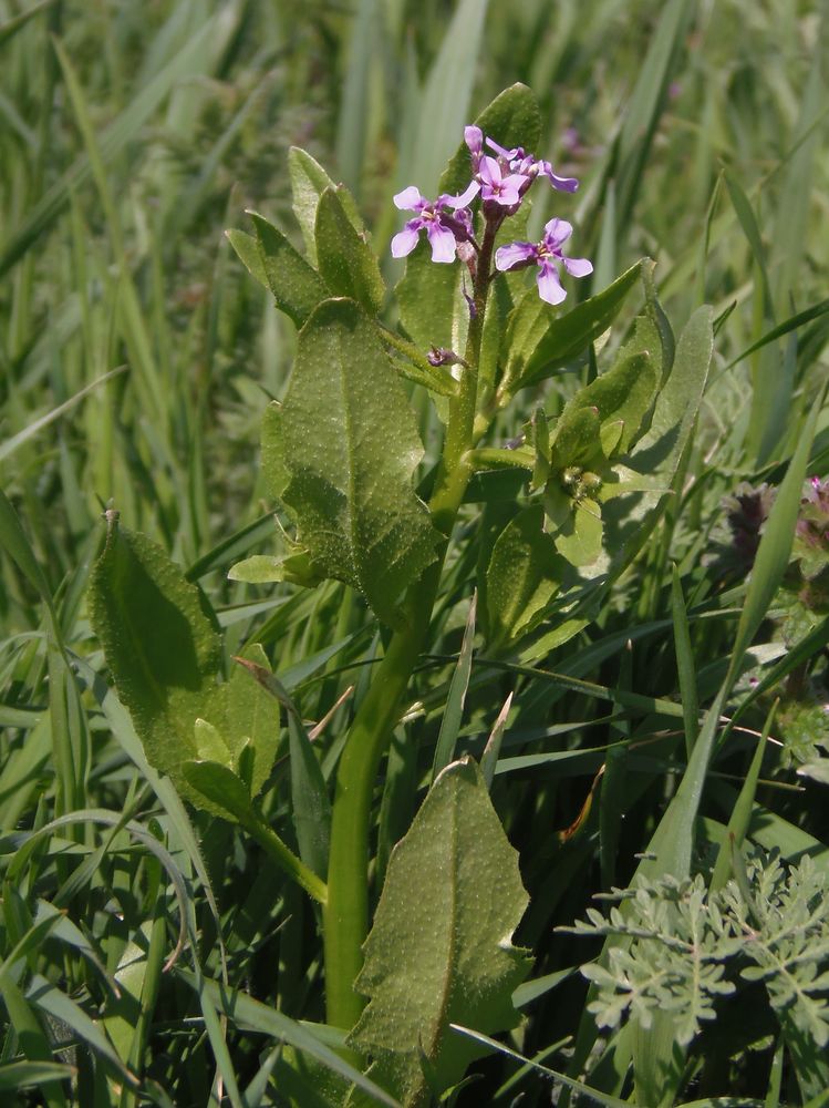 Image of Chorispora tenella specimen.