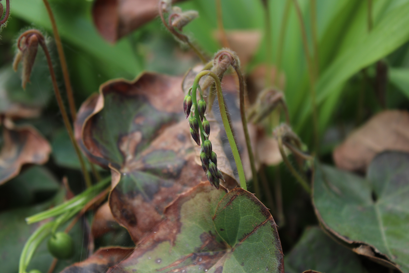 Image of Epimedium colchicum specimen.