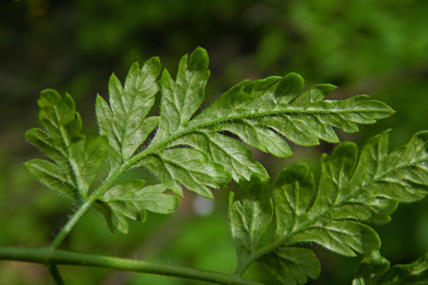 Изображение особи Anthriscus sylvestris.