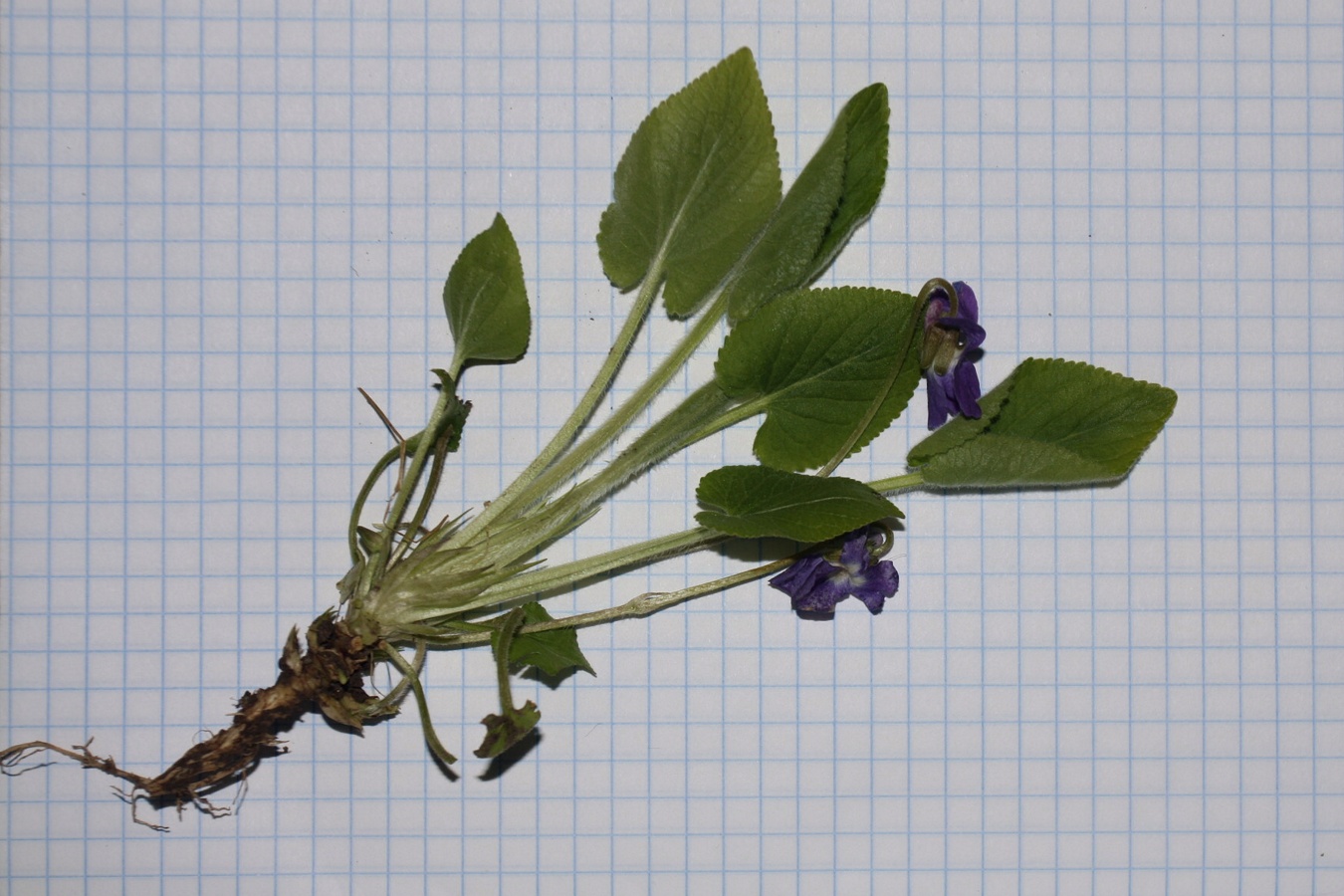 Image of Viola collina specimen.