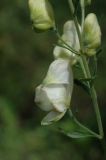 Aconitum napellus