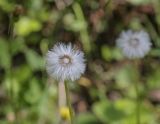 Tussilago farfara. Соплодие с частично удалёнными семянками. Пермский край, г. Пермь, Кировский р-н, мкр. Берёзовая Роща, разнотравный луг. 29.05.2021.