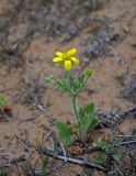 Ranunculus oxyspermus