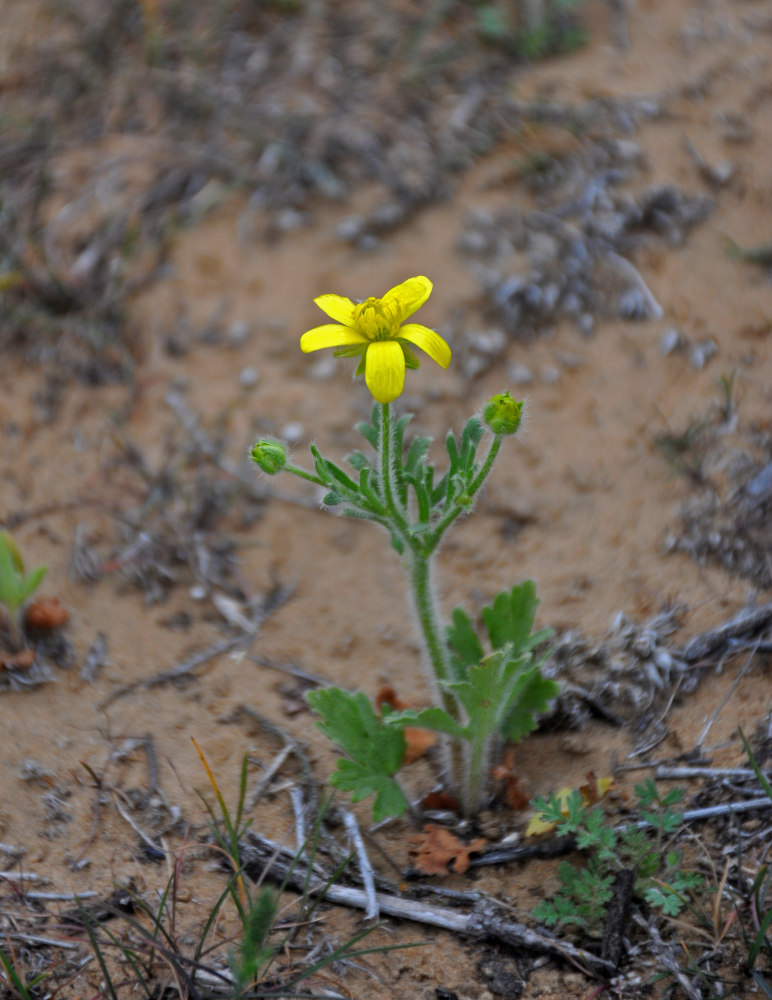 Изображение особи Ranunculus oxyspermus.