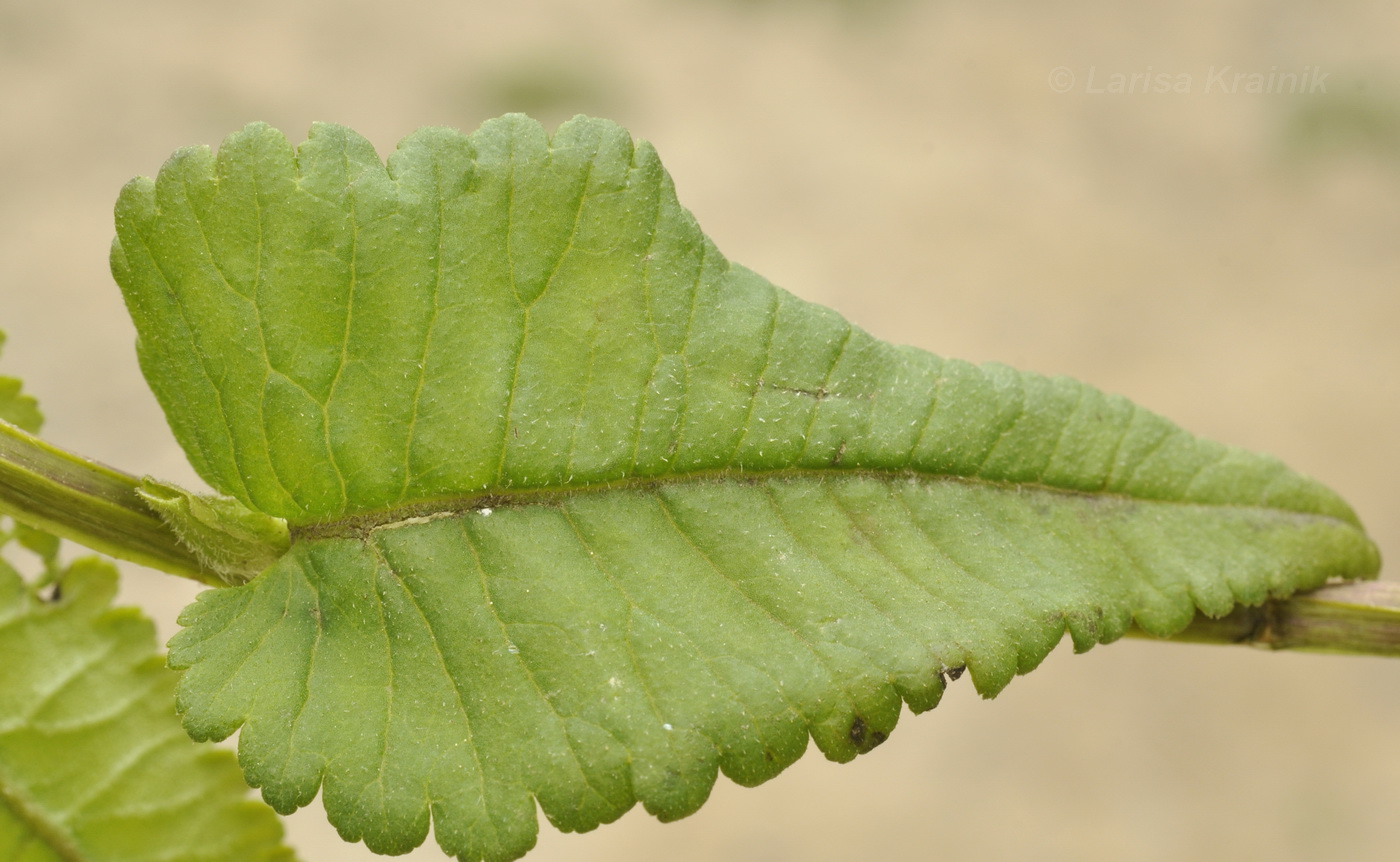 Изображение особи Pedicularis resupinata.