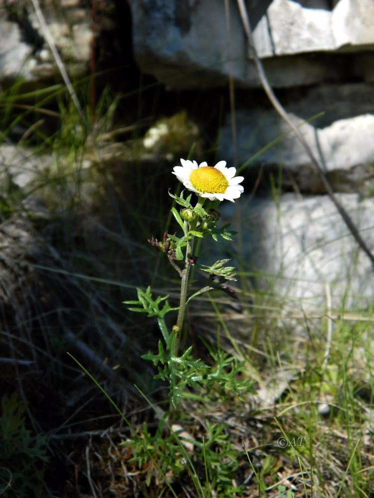 Изображение особи семейство Asteraceae.