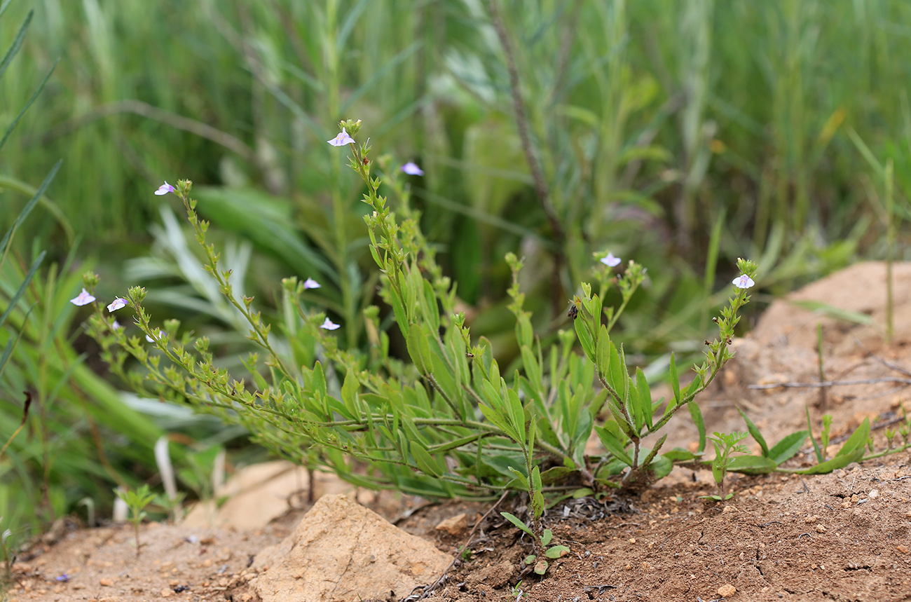 Изображение особи Mazus stachydifolius.