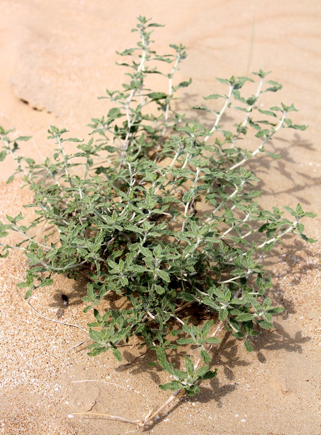 Image of genus Heliotropium specimen.