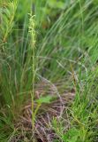 Platanthera tipuloides