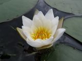 Nymphaea candida