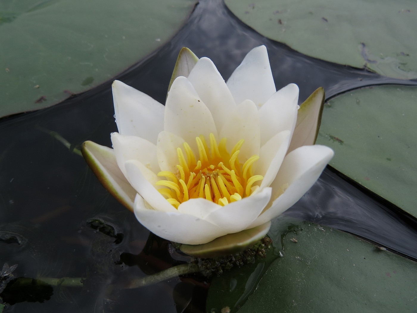 Image of Nymphaea candida specimen.