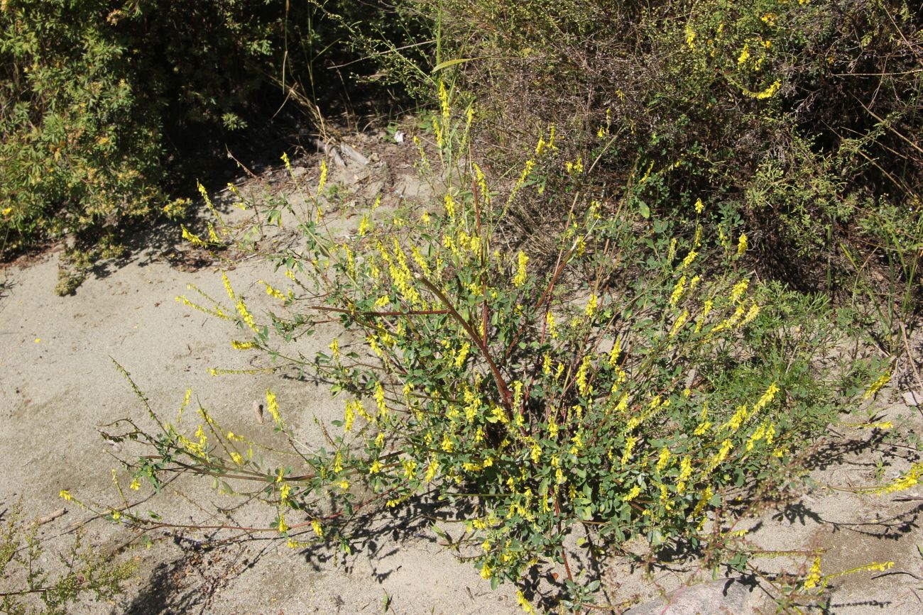 Image of Melilotus officinalis specimen.