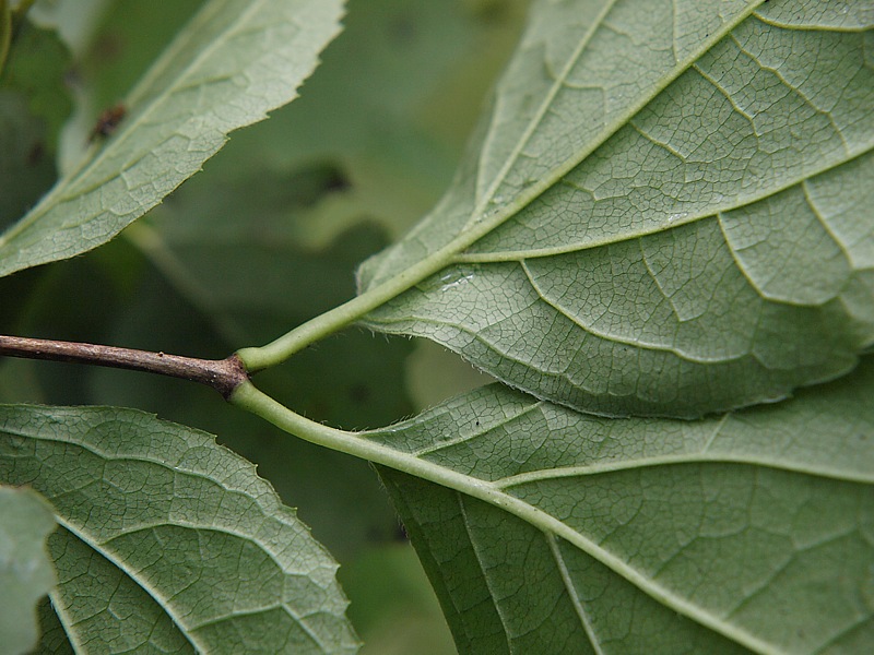 Image of Philadelphus tenuifolius specimen.