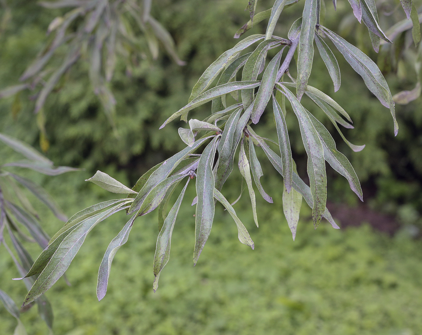 Image of Pyrus salicifolia specimen.