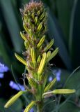 Asphodeline lutea