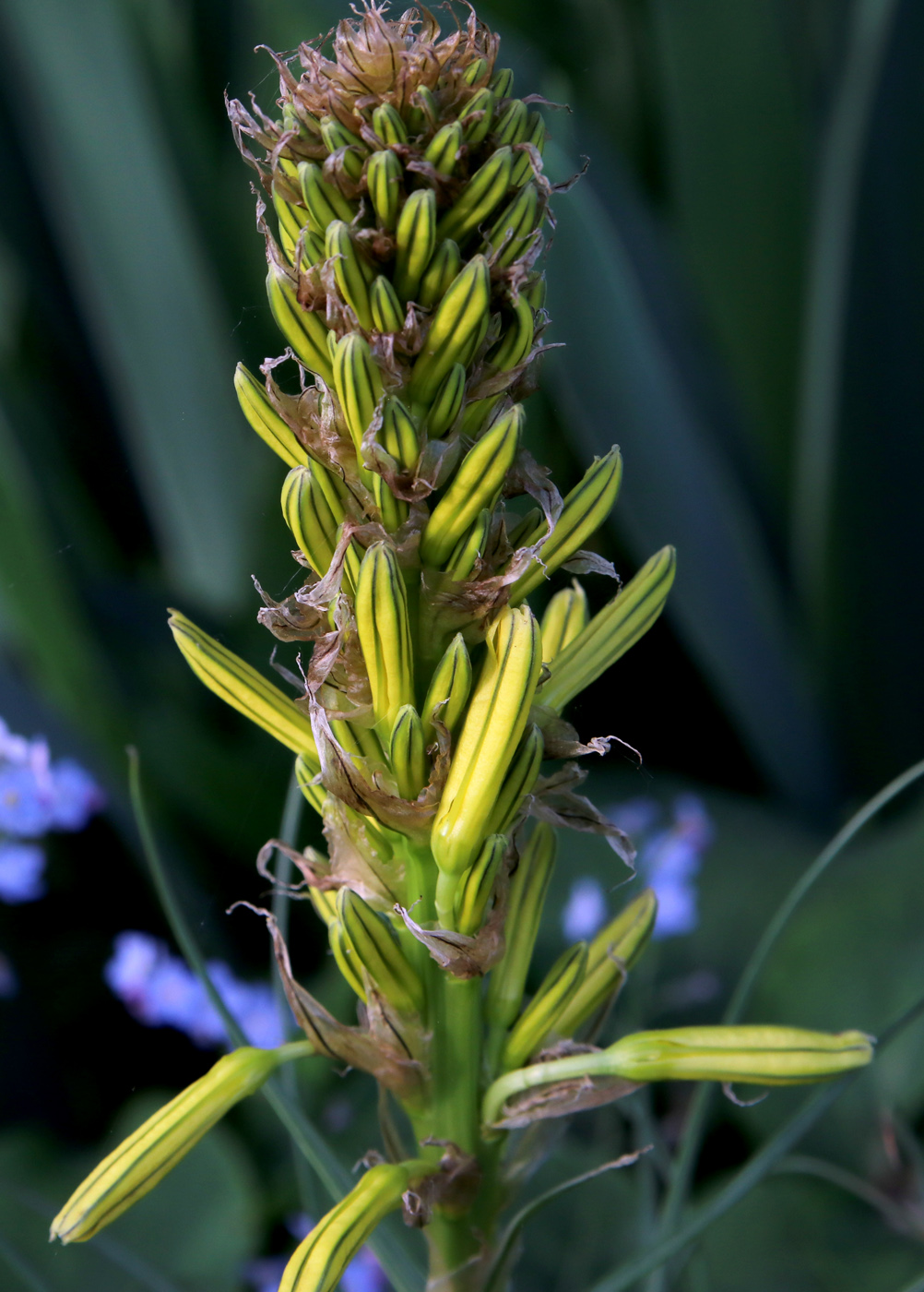 Изображение особи Asphodeline lutea.