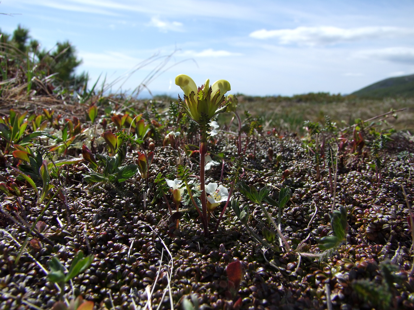 Image of Pedicularis capitata specimen.