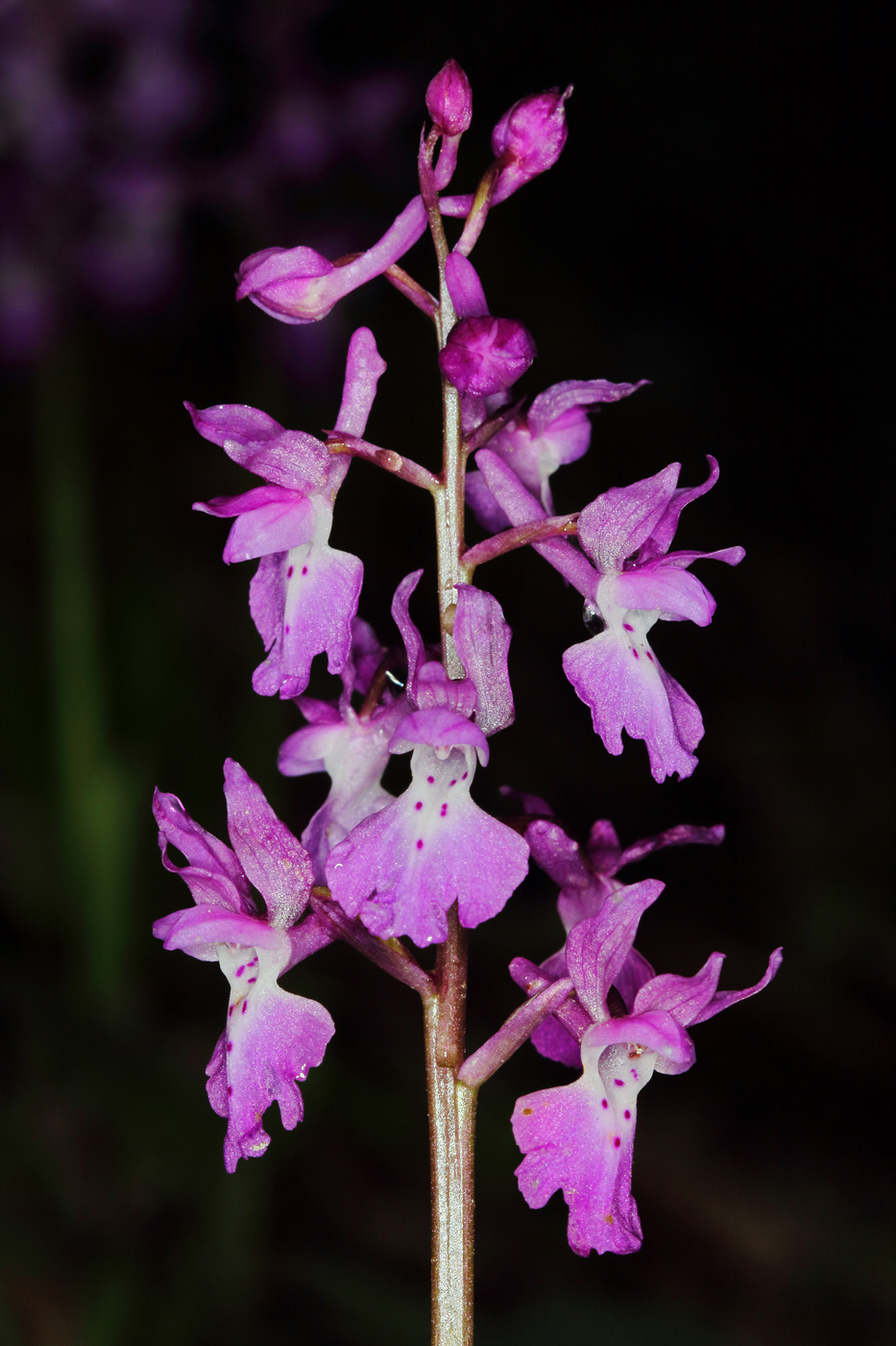 Image of Orchis mascula specimen.