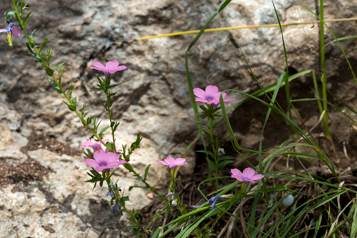 Image of Linum pubescens specimen.