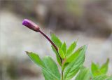 Epilobium hirsutum