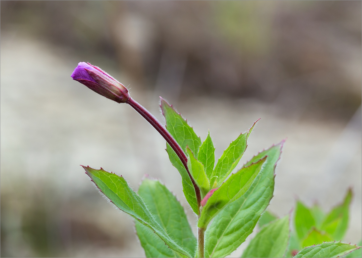 Image of Epilobium hirsutum specimen.