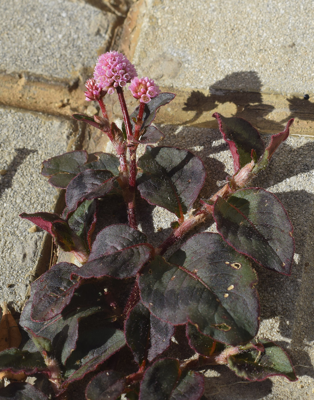 Image of Persicaria capitata specimen.