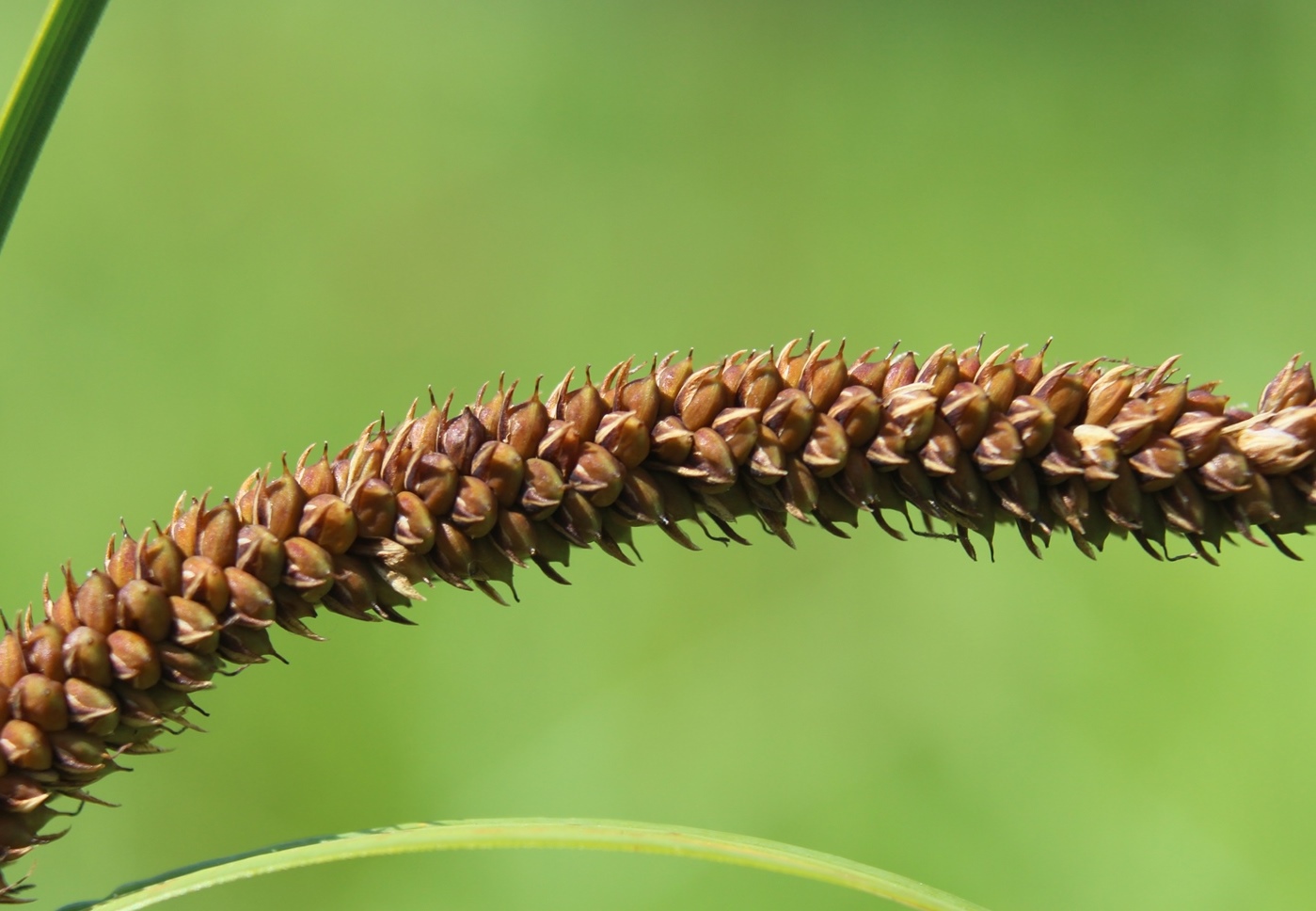 Image of Carex acuta specimen.