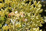 Corymbia torelliana. Часть бутонизирующего соцветия с первыми раскрытыми цветками. Израиль, г. Кирьят-Оно, в посадках вдоль дороги. 26.01.2022.