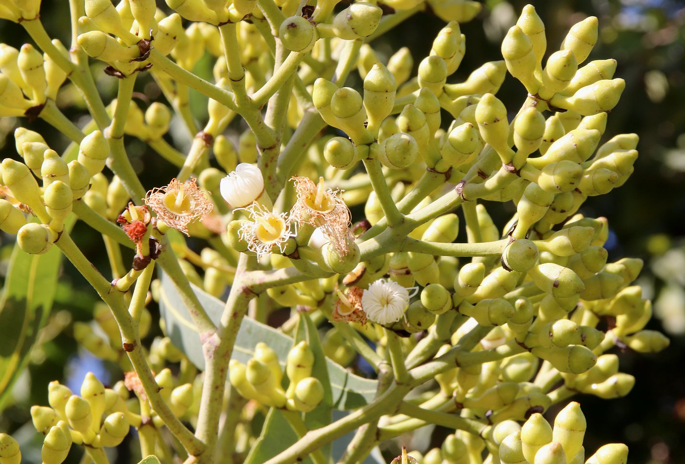 Image of Corymbia torelliana specimen.