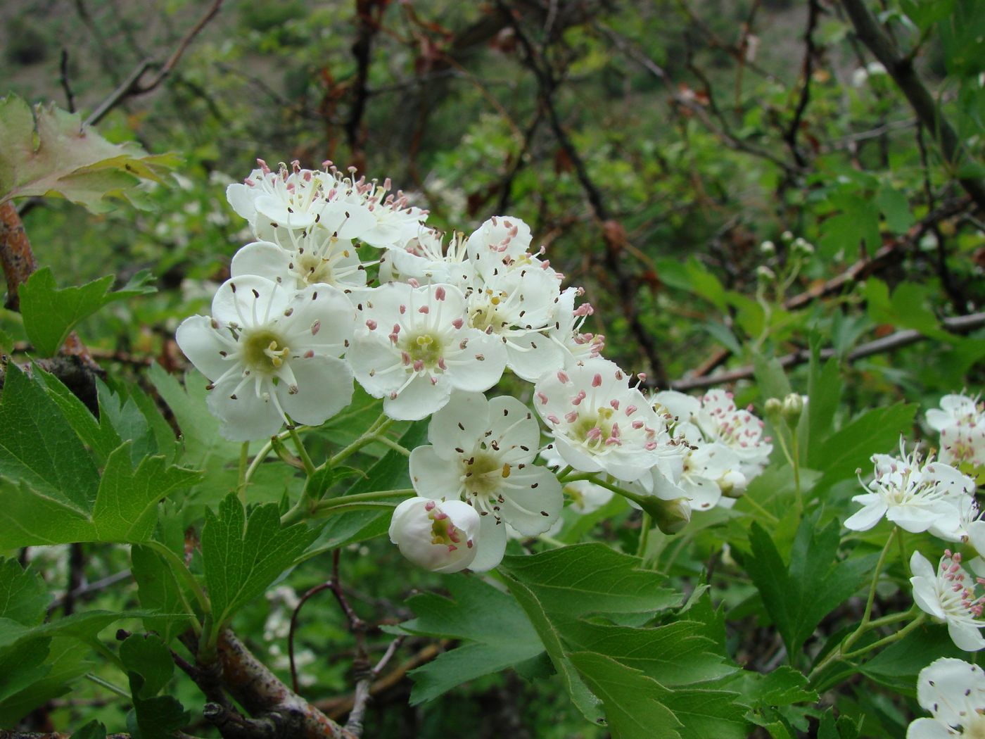 Image of Crataegus songarica specimen.