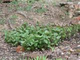 Brunnera macrophylla. Растения с развивающимися соцветиями. Хабаровский край, Хабаровский р-н, 17 км Владивостокского шоссе, дачи. 02.05.2012.