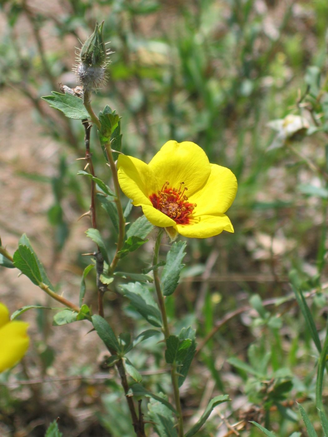 Изображение особи Rosa persica.