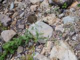 Gypsophila pacifica. Цветущее растение на прирусловом галечнике. Приморский край, Лазовский р-н, Лазовский заповедник, окр. кордона Карпадь, берег реки Прямушки. 19.08.2009.