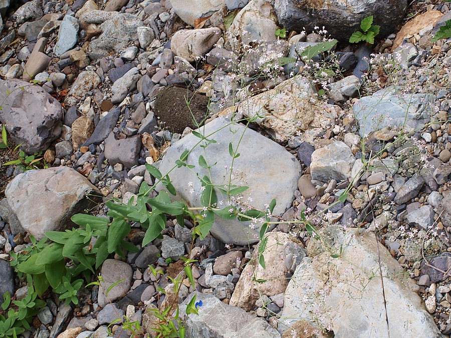 Image of Gypsophila pacifica specimen.