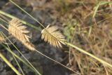 Agropyron cristatum. Соплодие(?). Республика Алтай, Улаганский р-н, берег р. Чулышман, окр. урочища Чегее, луг. 7 августа 2020 г.