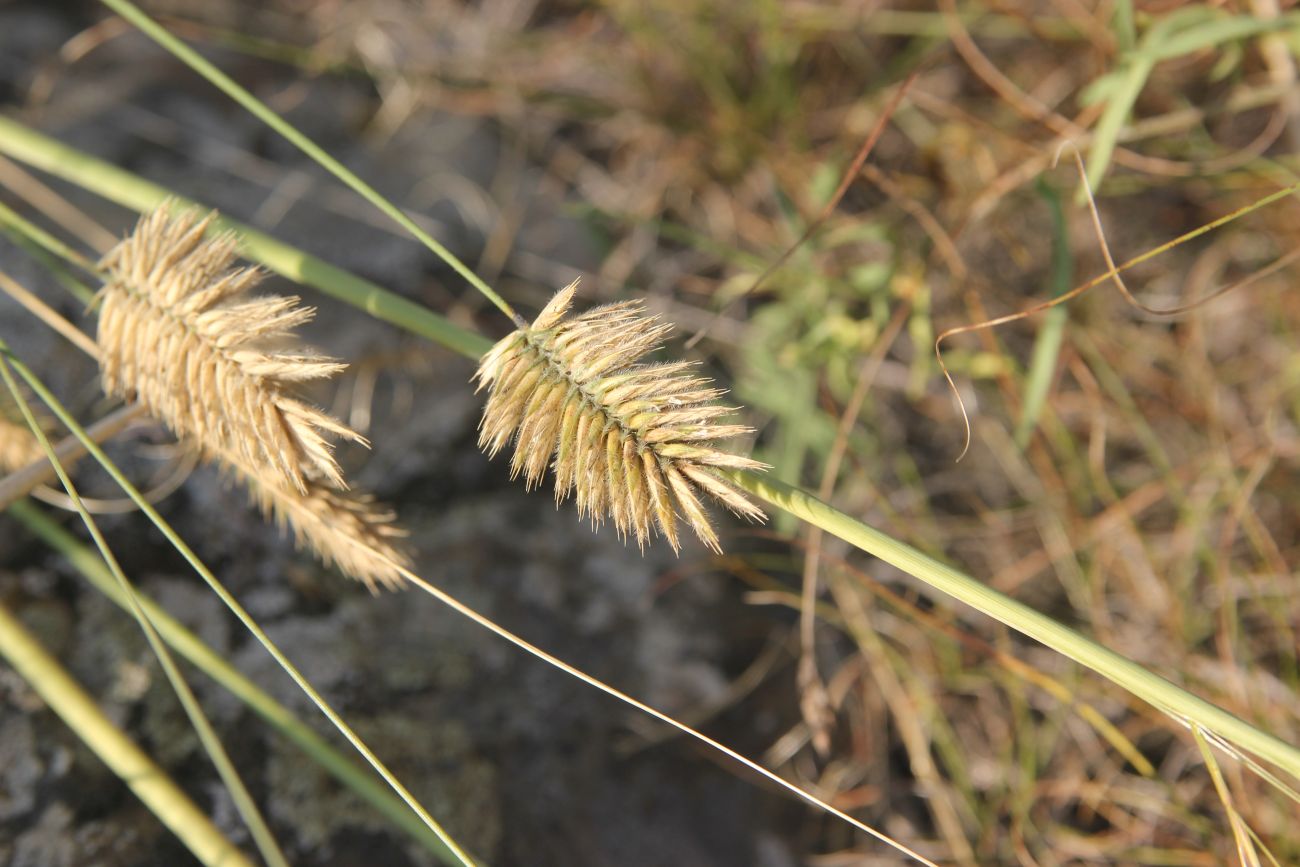 Изображение особи Agropyron cristatum.