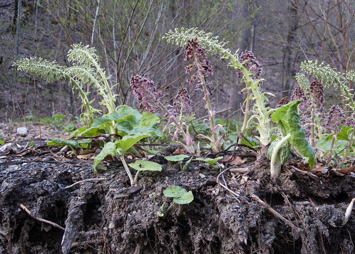 Image of Petasites hybridus specimen.