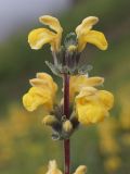 Phlomoides fulgens