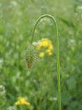 Papaver stevenianum