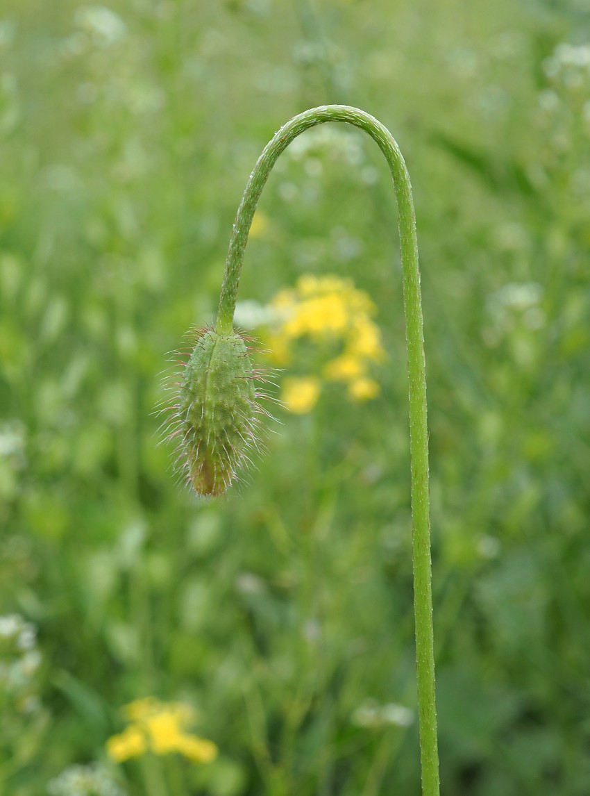 Image of Papaver stevenianum specimen.