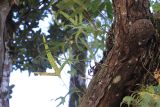 familia Polypodiaceae. Спороносящее растение. Мадагаскар, провинция Туамасина, регион Ацинанана, заповедник \"Пальмариум\", на стволе дерева. 13.10.2016.
