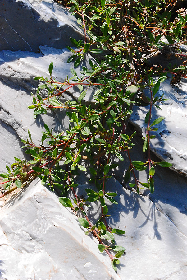 Изображение особи Thymus pulegioides.