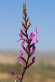 Astragalus barbidens. Соцветие. Дагестан, Кумторкалинский р-н, окр. с. Коркмаскала, песчаная степь. 22 мая 2022 г.