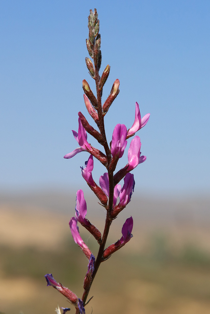 Изображение особи Astragalus barbidens.