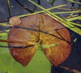 Nymphaea candida. Лист (абаксиальная поверхность). Пермский край, Оханский р-н, Тулумбаихинское сельское поселение, Кунчурихинский бор, речка Белая. 30.07.2022.